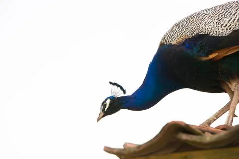 Peacock Stock Photos
