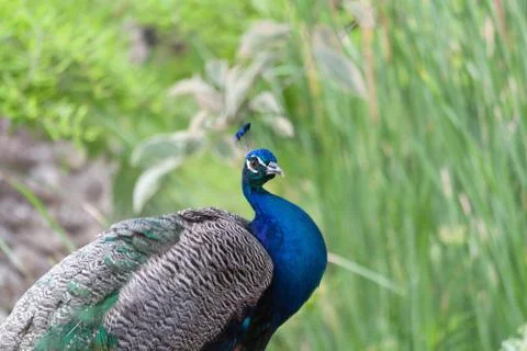 Peacock Stock Photos