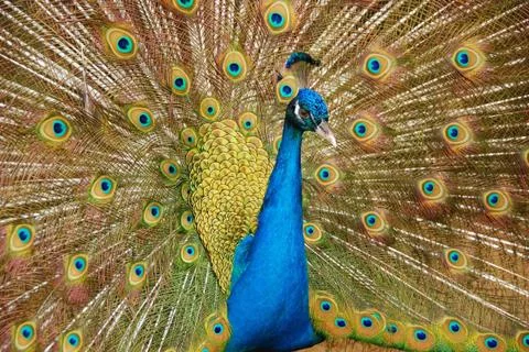 Peacock Stock Photos