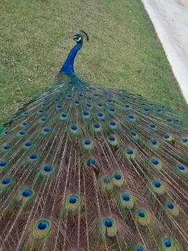 Peacock Stock Photos