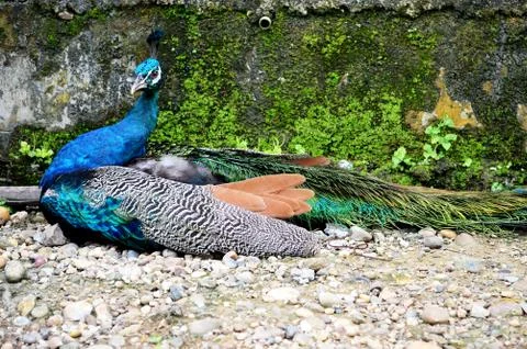 Peacock Foto stock