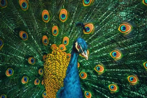 Peacock Stock Photos