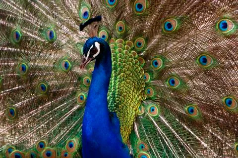 Peacock Stock Photos