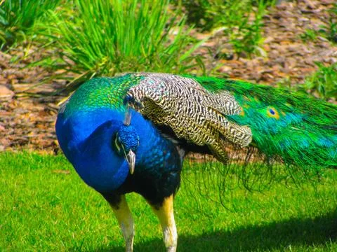 Peacock. Stock Photos