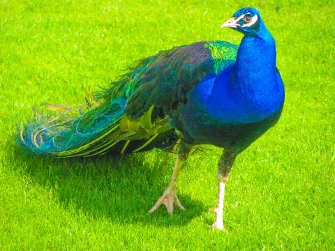 Peacock. Stock Photos