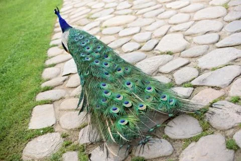 Peacock Stock Photos