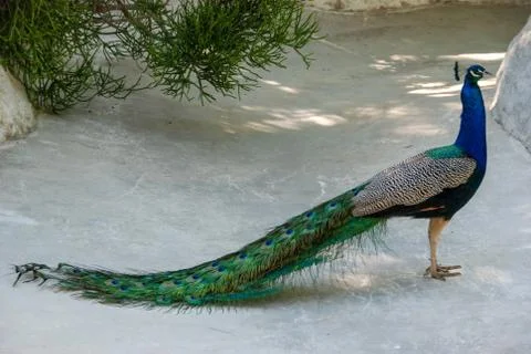 Peacock Stock Photos