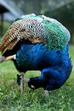 Peacock Foto stock
