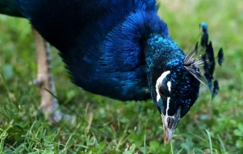 Peacock Foto stock