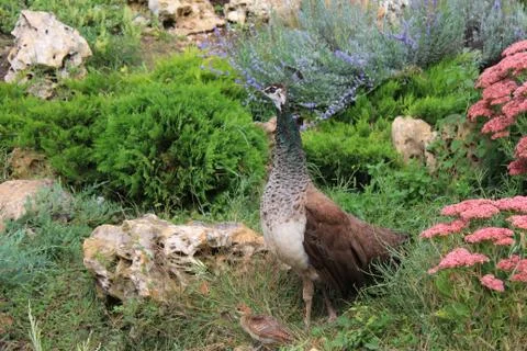 Peacock Stock Photos