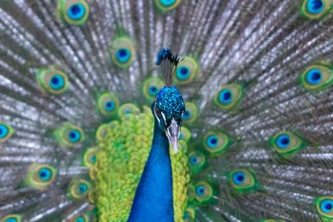 Peacock Stock Photos