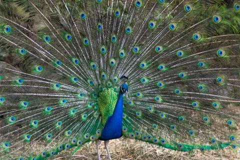 Peacock Foto stock