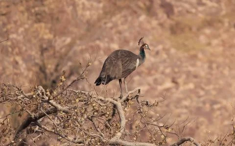 Peacock Stock Photos