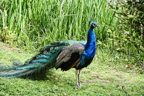The Peacock 스톡 사진