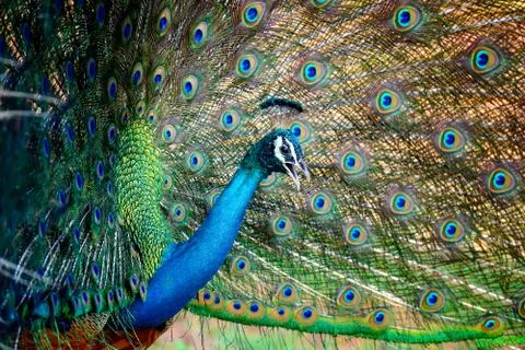 Peacock Stock Photos