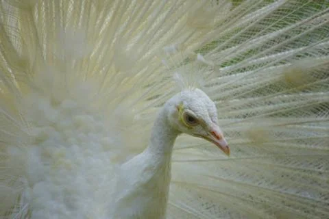 Peacock Stock Photos