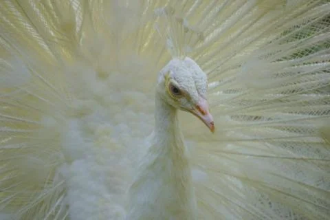 Peacock Stock Photos
