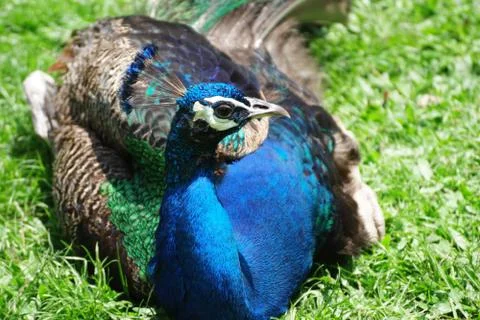 Peacock Stock Photos