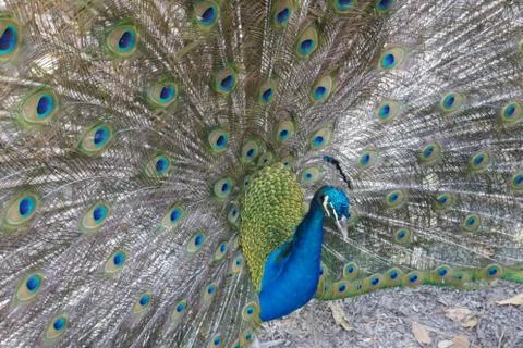 Peacock Stock Photos