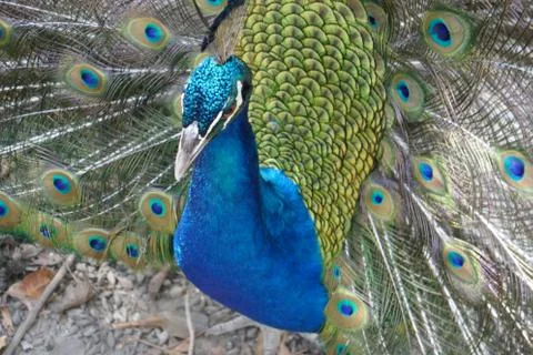 Peacock Stock Photos