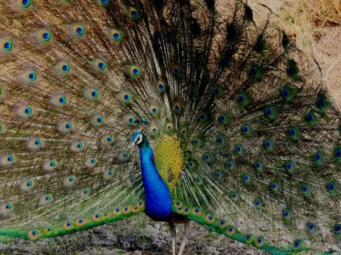 Peacock Stock Photos