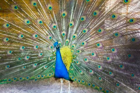 Peacock 库存照片