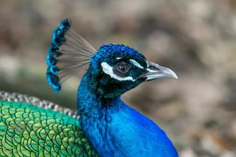 Peacock Stock Photos