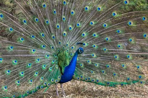 Peacock Stock Photos