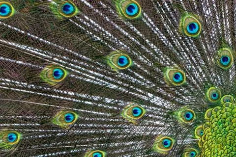 Peacock Stock Photos