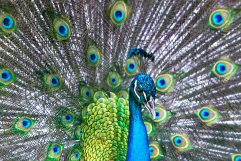 Peacock Stock Photos
