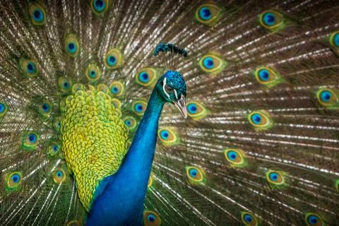 Peacock Stock Photos
