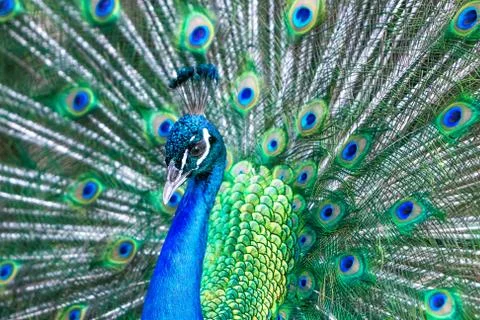 Peacock Stock Photos
