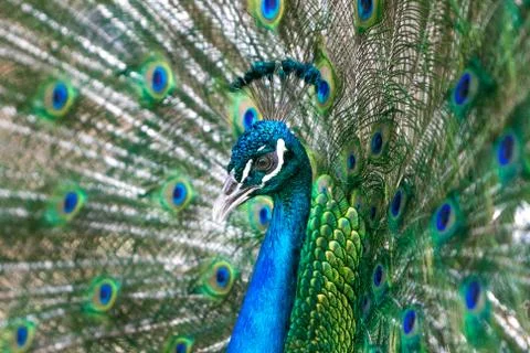 Peacock Stock Photos