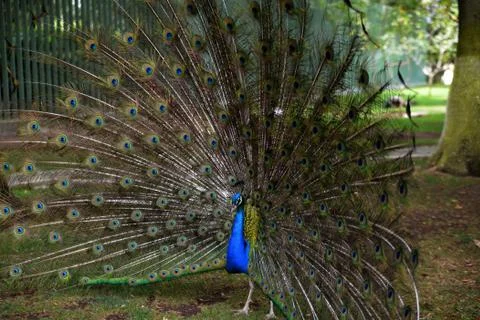 Peacock Stock Photos