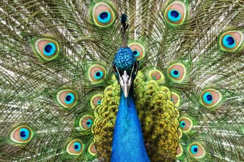 Peacock Stock Photos