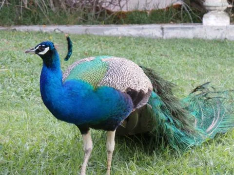 Peacock Stock Photos