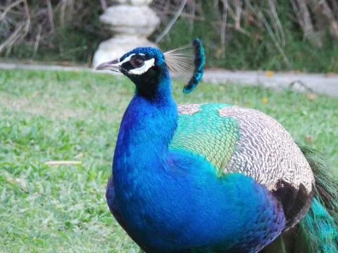 Peacock Stock Photos