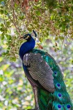Peacock Stock Photos