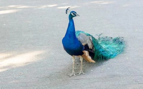 Peacock Stock Photos