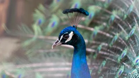 Peacock 스톡 사진