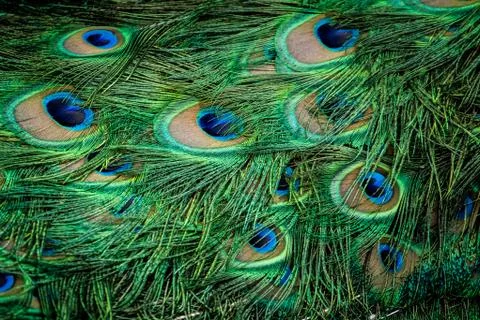 Peacock Stock Photos