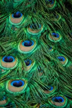 Peacock Stock Photos