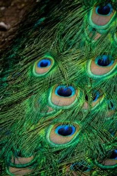 Peacock Stock Photos