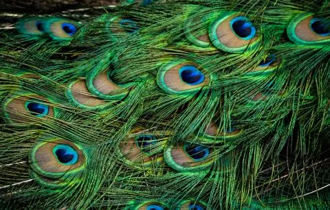 Peacock Stock Photos