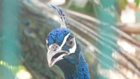 Peacock Stock Photos