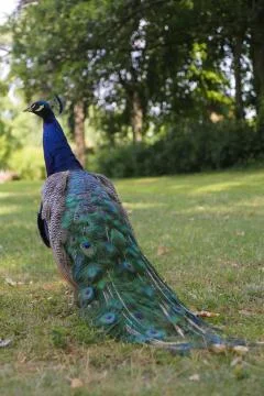 Peacock Stock Photos