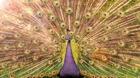 Peacock Stock Photos