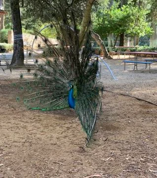 Peacock Stock Photos