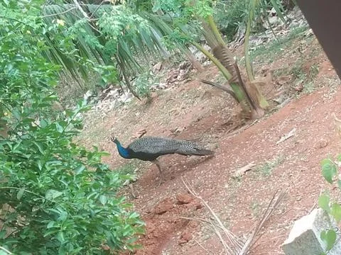 Peacock Stock Photos