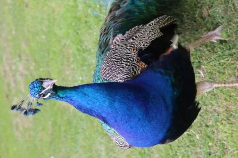 Peacock 写真素材
